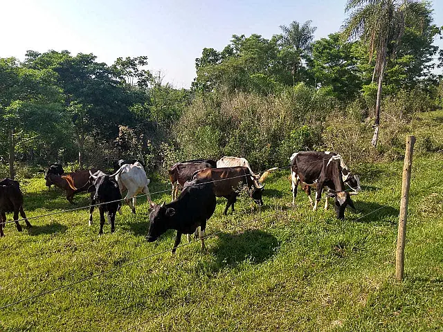 PMA autua proprietário rural em R$ 10 mil por manter gado destruindo matas ciliares