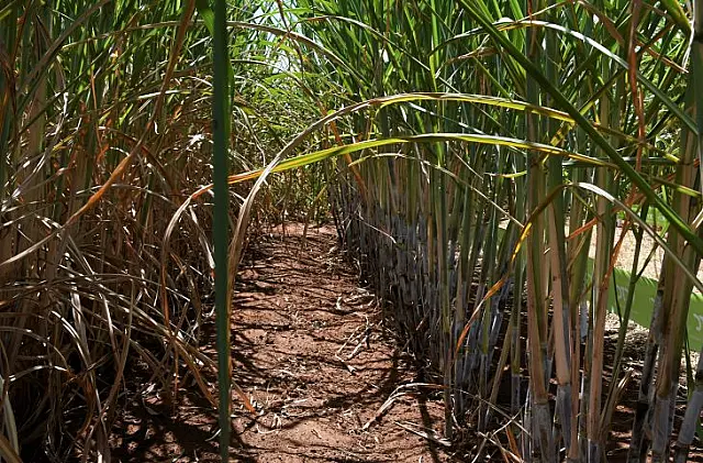 Setor sucroenergético de MS tem a 4ª maior produção de cana do Brasil