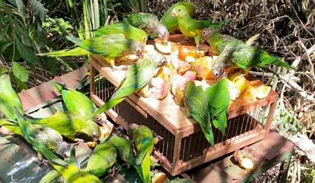Mais de 100 animais retornam à natureza após reabilitação no Cras