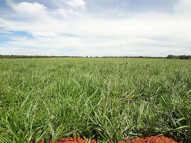 Congresso que vai abordar a última fronteira agrícola abre inscrições