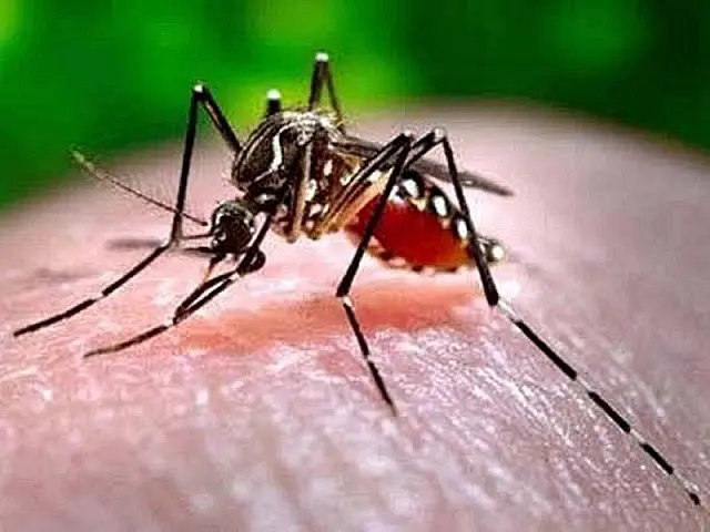 Casos de dengue aumentam em Aquidauana e Anastácio