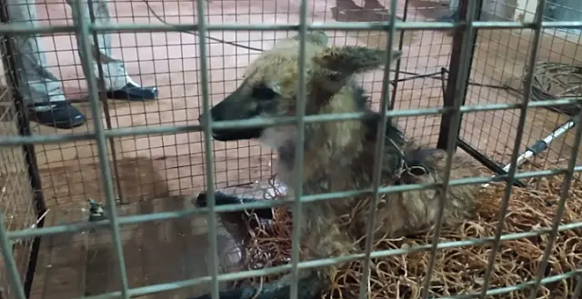 Lobo-guará é resgatado após cair em poço