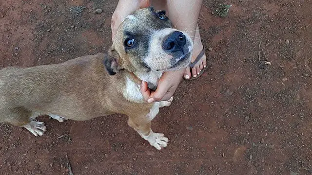 Após vídeo em que agride e até atira em cachorro, homem é multado em R$ 2 mil