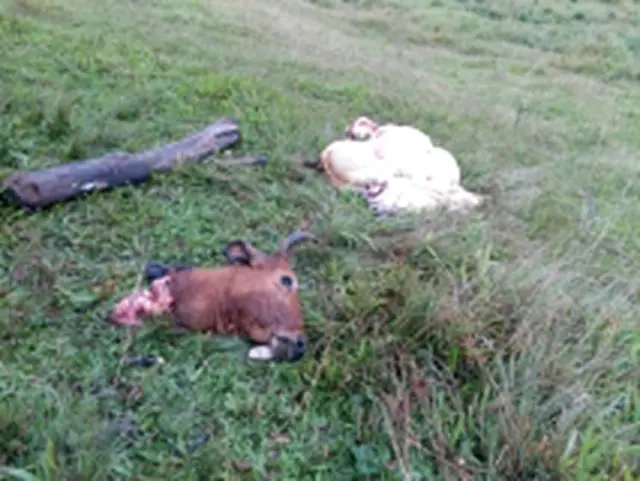 Dupla é presa após abater bovino ferido de caminhão que tombou em Anastácio