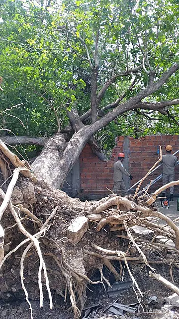 Árvore cai e deixa rastros de destruição em bairro de Corumbá