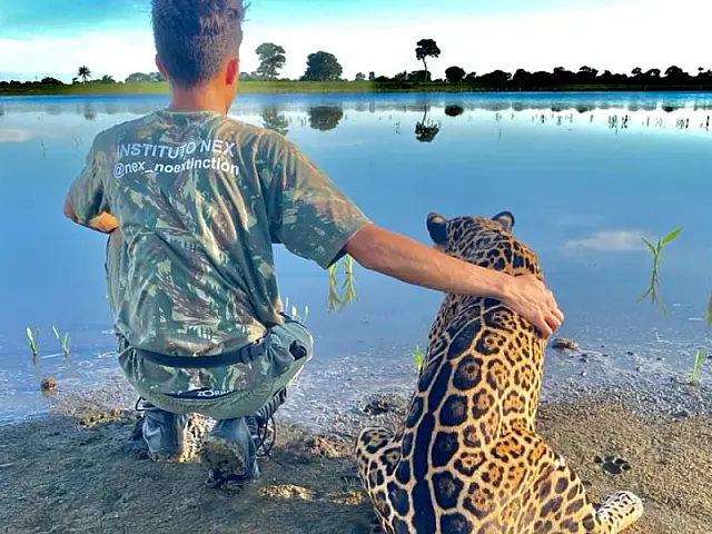 Conheça a mais nova estrela da novela Pantanal: Matí, a onça pintada