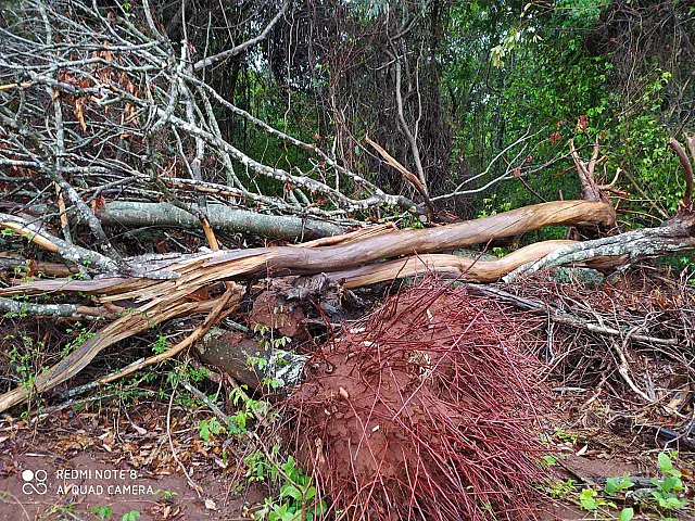 Homem é multado em R$ 6 mil por desmatamento de área protegida