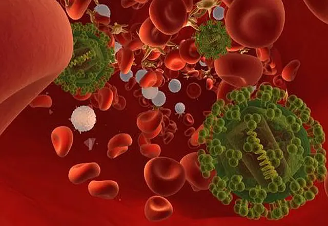 Vacina brasileira contra o HIV será testada em macacos