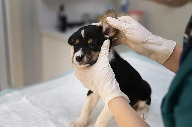 Campanha veterinária gratuita acontece em Piraputanga