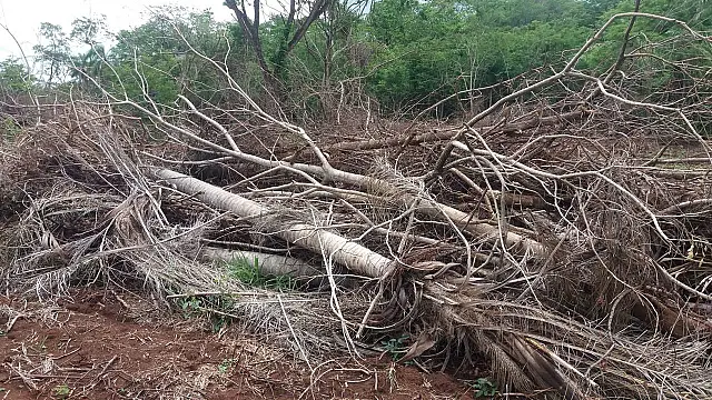 Em Bela Vista, fazendeira é multada em R$ 8,9 mil por desmatamento