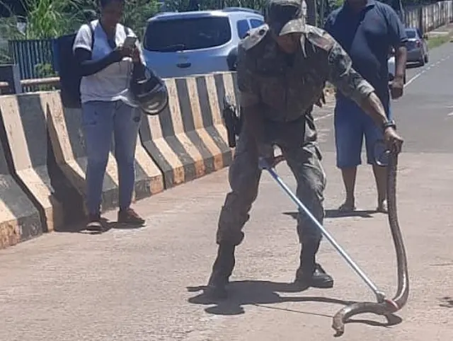PMA captura e solta sucuri de 2 metros em Cassilândia