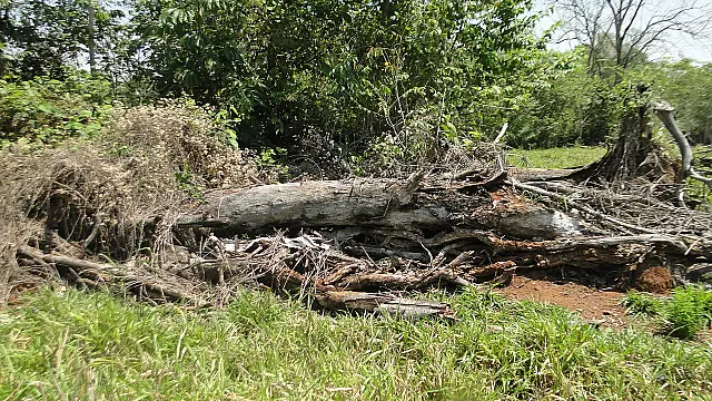 PMA de Jardim autua fazendeira por desmatamento ilegal