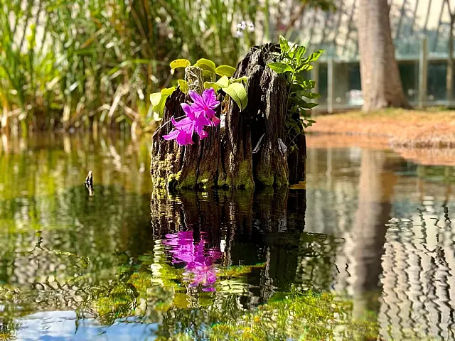 Bioparque Pantanal ganha orquídeas símbolo de Mato Grosso do Sul