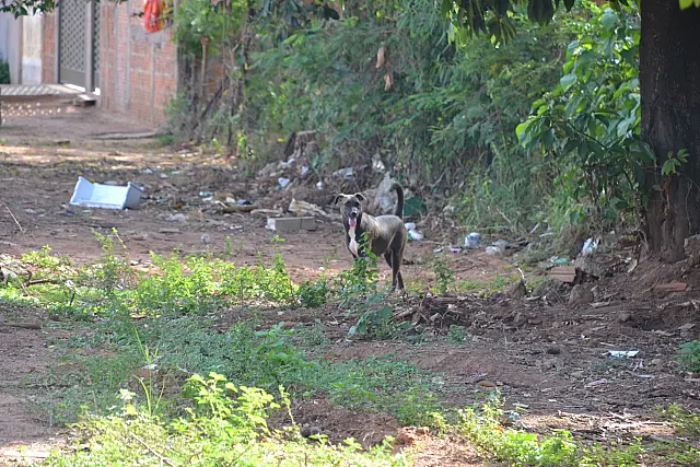 Jovem é socorrida pelo Corpo de Bombeiros após ser atacada por cão em Anastácio