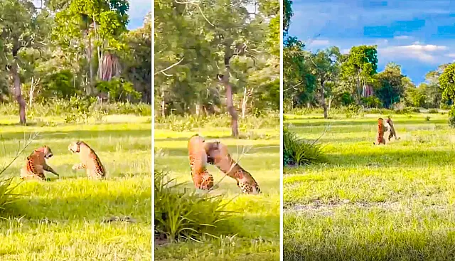 Em flagrante raro, onças-pintadas são vistas brigando no Pantanal de Miranda