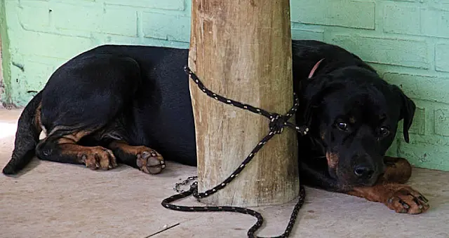 Morre cão policial que atuou na Derf por 13 anos