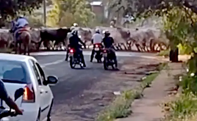 Vídeo de internauta aquidauanense prova que "porteira que passa boi, passa boiada"
