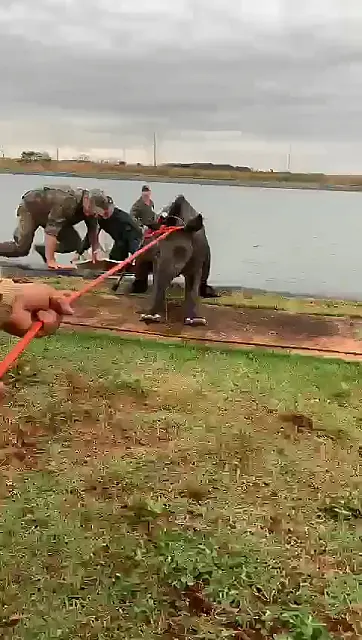PMA resgata duas antas de 270 kg de lagoa de tratamento de esgoto em Sidrolândia