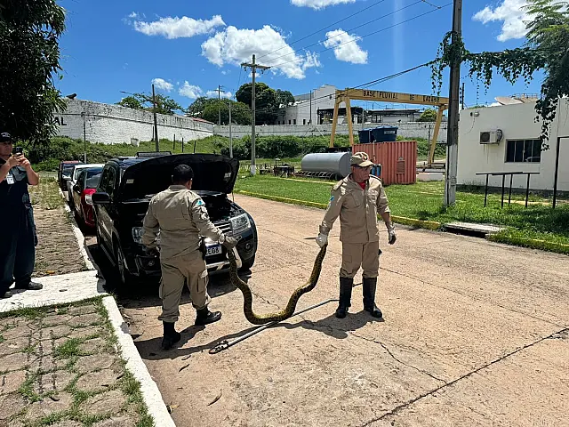 Corpo de Bombeiros resgata sucuri em motor de carro em Ladário