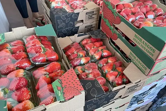 Preço do morango recua na Ceasa-MS