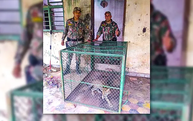Jaguatirica é capturada em imóvel no centro de Miranda