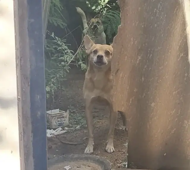 Cachorros são resgatados de casa abandonada