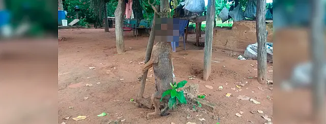 Homem enforca cadela em galho, a mata com machado e vai responder por maus-tratos em Anastácio