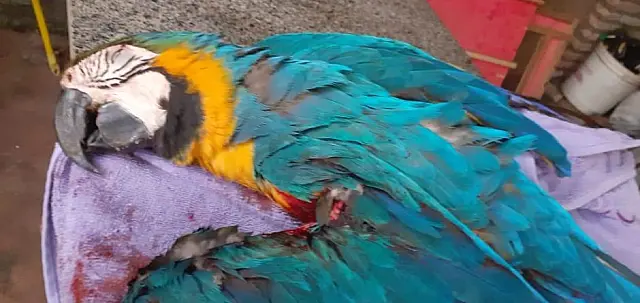 Arara morre ao ser atingida por linha de cerol