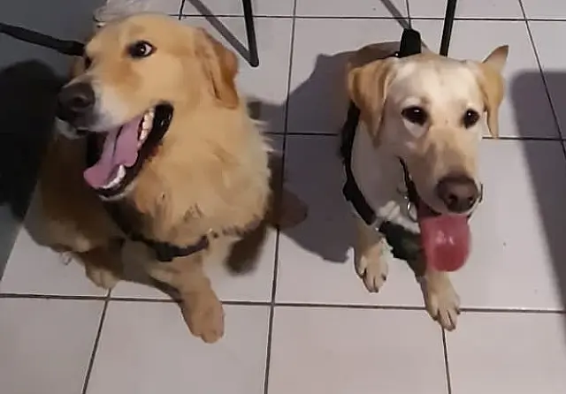Agentes de quatro patas encerram boca de fumo em Anastácio