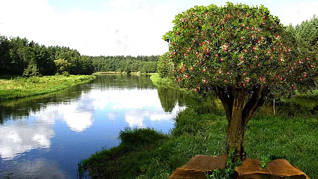 COMO ÁRVORE PLANTADA - Parte 1