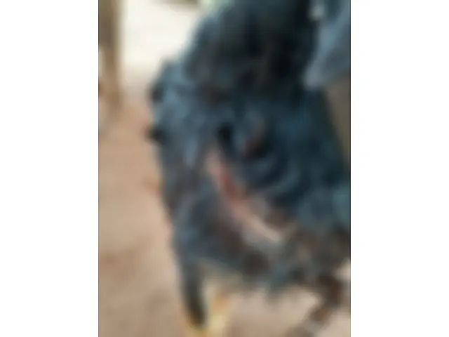 Homem é multado em R$ 2 mil por atacar cachorro com golpes de facão