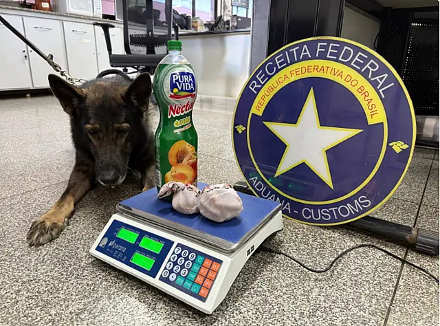 Cão encontra cocaína e fetos de lhama em ônibus de turismo em Corumbá