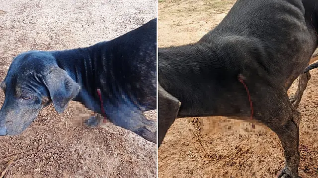 Mulher é presa após atirar em cachorro em Aquidauana