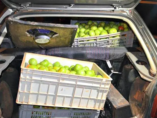 Três são flagrados furtando tomates de lavoura em sítio de Mato Grosso