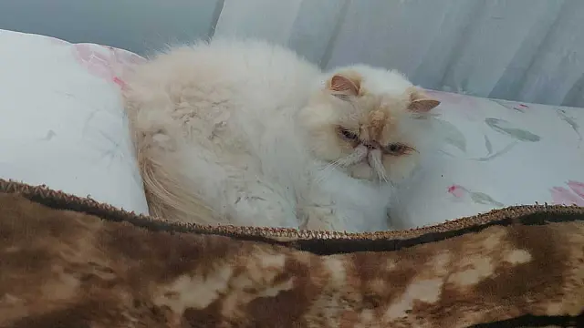 Cadê a Marry? Gato persa desaparece em Aquidauana e tutora faz apelo