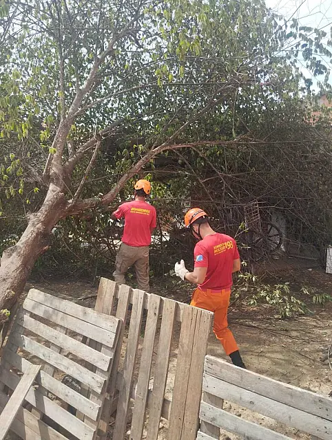 Árvore de médio porte cai sobre residência no bairro Cristo Redentor, em Corumbá