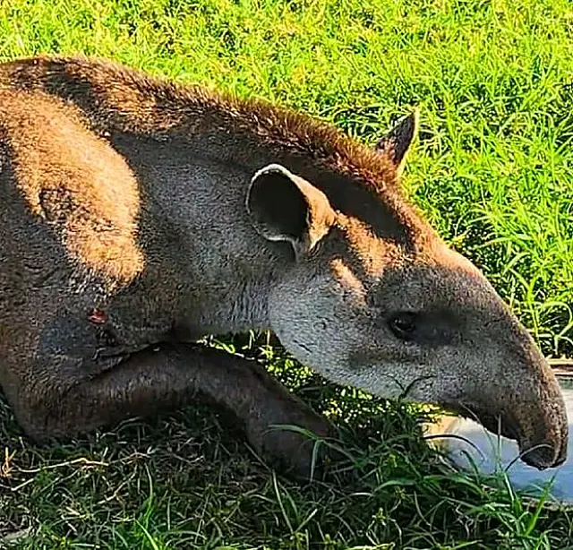Anta baleada por caçadores é resgatada em sítio em Ivinhema