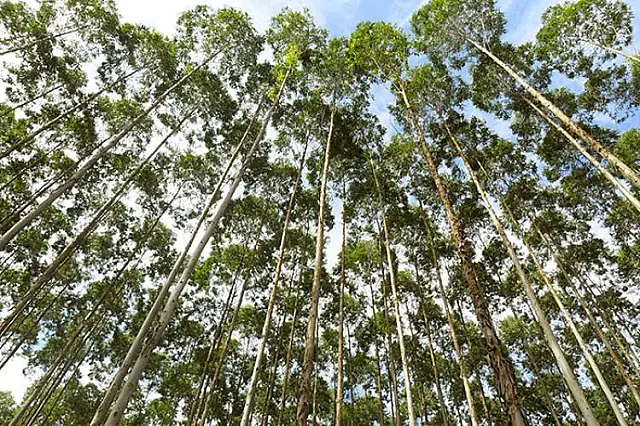 Produzido em 71 municípios, eucalipto corresponde a 30% das exportações do agro de MS