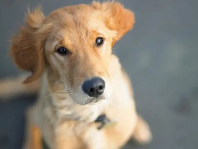 Cães entendem as palavras ditas a eles, diz estudo