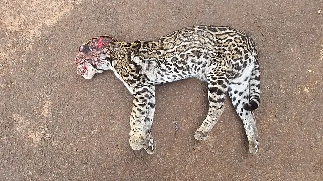 PMA recolhe jaguatirica morta a tiro e pauladas na BR-163