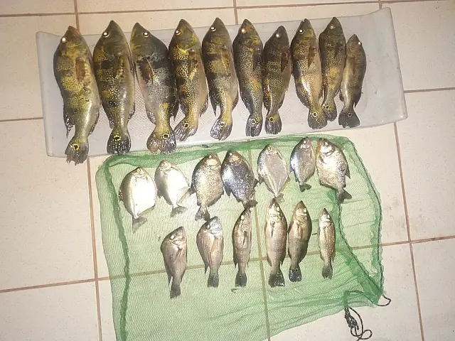 Sem licença ambiental, paulista é flagrado com 23 peixes