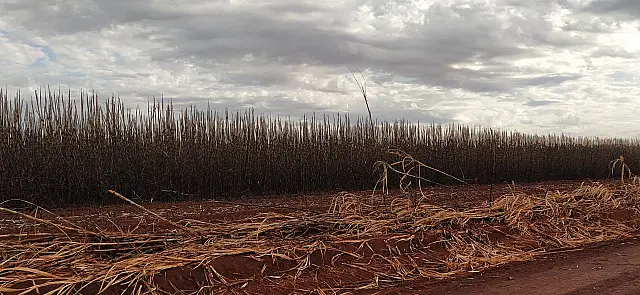 Produtor rural é multado em R$ 193 mil por queima ilegal em plantação de cana-de-açúcar