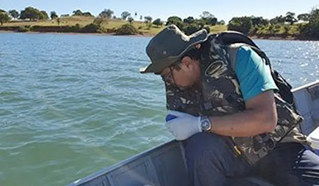 Peixes mortos no Rio Paraná fazem parte do descarte seletivo feito pelos pescadores