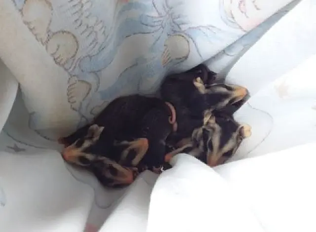 Moradora resgata filhotes de gambá que tiveram mãe morta por ataque de cachorro