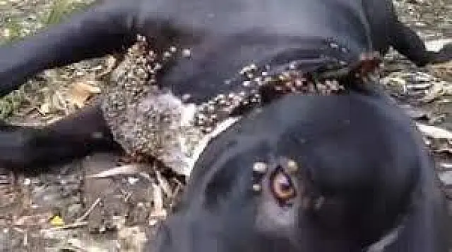 Homem é denunciado após abandonar cão infestado de carrapatos em Anastácio