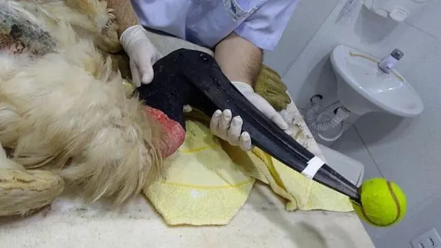 Tuiuiú é encontrado ferido a tiros e com fratura na bacia