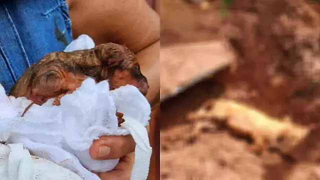 Cachorra morre após ser enterrada viva enquanto paria filhotes