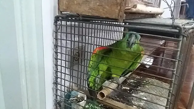 Homem é autuado em R$ 5 mil por manter 10 aves silvestres ilegalmente em cativeiro