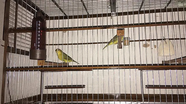 PMA autua infratora detida por manter aves silvestres ilegalmente em cativeiro