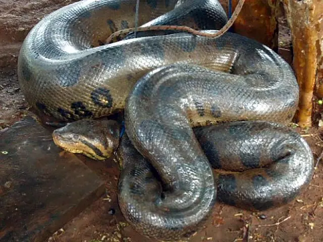 MS: agricultor retira serpente de 8 metros de rio